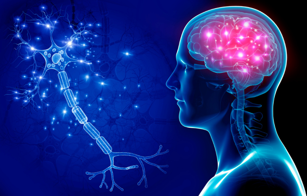 Neuroeducação: Entendendo como o Cérebro Aprende